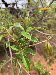 Ozoroa paniculosa