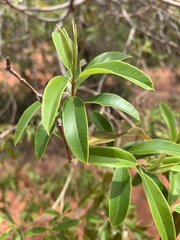Ozoroa paniculosa