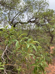 Ozoroa paniculosa