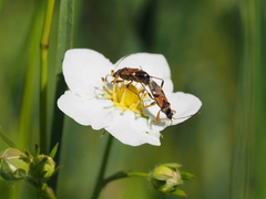 Beosus quadripunctatus