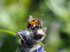 Phyllobrotica elegans