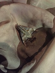 Macroglossum pyrrhosticta