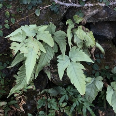Tectaria subtriphylla