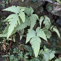 Tectaria subtriphylla