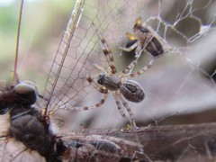 Phryganoporus candidus