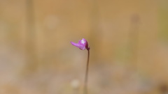 Utricularia minutissima