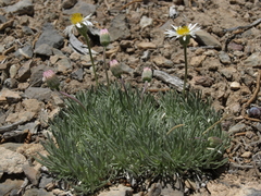 Erigeron compactus