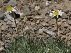 Erigeron compactus