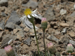 Erigeron compactus