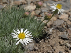 Erigeron compactus