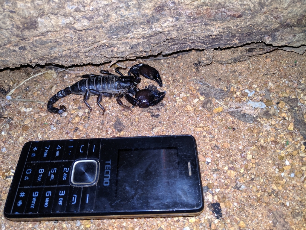 Tanzanian Red Clawed Scorpion from Idodi, Tanzania on December 4, 2020