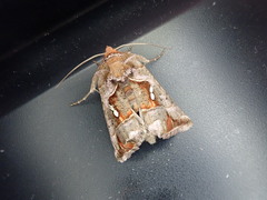 Erythroplusia rutilifrons