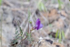 Vicia peregrina