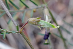 Vicia peregrina