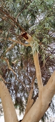 Eucalyptus camaldulensis