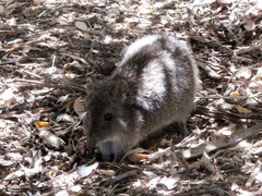 Potorous tridactylus