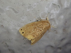 Arna pseudoconspersa