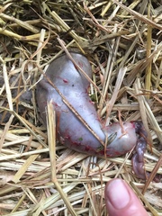 Pseudocheirus peregrinus