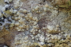 Pertusaria allanii
