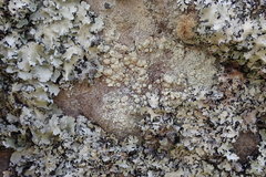 Pertusaria allanii