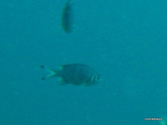 Chromis weberi