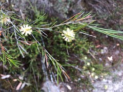 Melaleuca uncinata