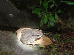 Duttaphrynus melanostictus