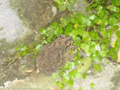 Duttaphrynus melanostictus