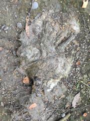 Oryctolagus cuniculus cuniculus