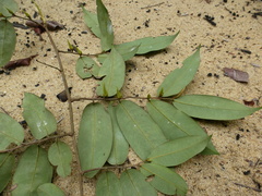 Xylopia dinklagei