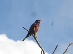 Eurystomus glaucurus suahelicus