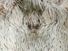 Pseudomogrus albocinctus