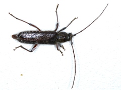 Phacodes