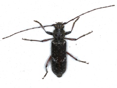 Phacodes