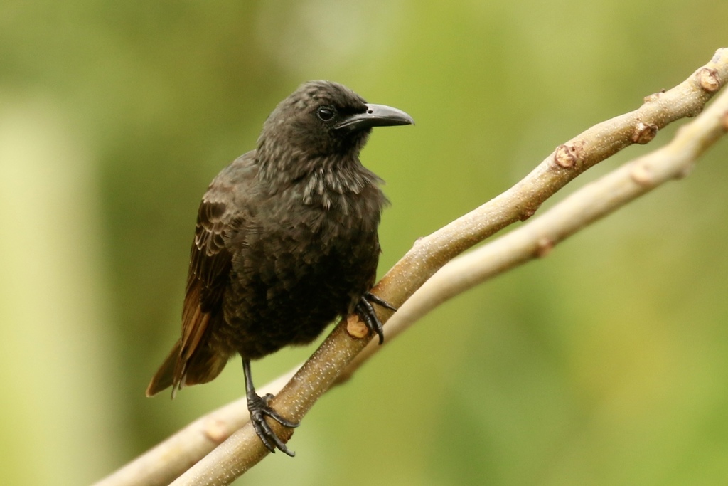 Samoan Starling (Aplonis atrifusca) photo