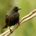 Samoan Starling - Photo (c) Bird Explorers, some rights reserved (CC BY-NC), uploaded by Bird Explorers