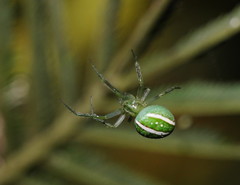 Araneus ginninderranus