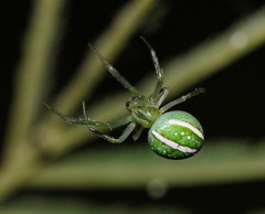 Araneus ginninderranus