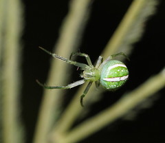 Araneus ginninderranus