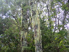 Usnea nidifica