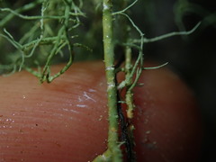 Usnea nidifica