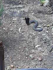 Hemachatus haemachatus