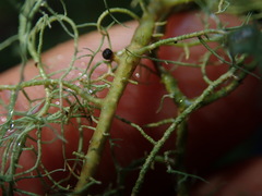 Usnea nidifica