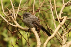 Samoan Fantail photo 4