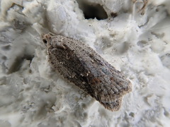 Acleris hispidana