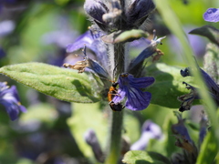 Phyllobrotica elegans