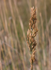 Poa tianschanica