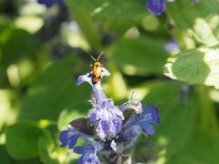 Phyllobrotica elegans