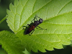 Macrophya blanda