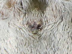 Pseudomogrus albocinctus